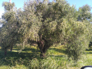 Παραγωγός ελαιόλαδου Πύργος Άγιος Ηλίας, κορωνέικο ελαιόλαδο Πύργος, έξτρα παρθένο ελαιόλαδο Πύργος, ελαιοπαραγωγός Πύργος Άγιος Ηλίας, φρέσκο λάδι Πύργος, Χρονόπουλος 