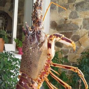 Εστιατόριο Πέρδικα Αίγινα, ψαροταβέρνα Πέρδικα Αίγινα, ταβέρνα Πέρδικα Αίγινα, φρέσκα ψάρια Πέρδικα Αίγινα, θαλασσινά Πέρδικα Αίγινα, μαγειρευτά φαγητά Πέρδικα Αίγινα, ζυμαρικά Πέρδικα Αίγινα, Giovita