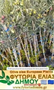 Φυτώριο ελιάς Μονόβρυση Σερρών, καρποφόρα φυτά Μονόβρυση Σερρών, ελιά κορωνέικη Μονόβρυση Σερρών, ελιά μαστοειδής Μονόβρυση Σερρών, ελιά μεγάρων Μονόβρυση Σερρών, ελιά Θασίτικη Μονόβρυση Σερρών, ελιά γαλάτισας Μονόβρυση Σερρών, ελιά Κοθρέικη Μονόβρυση Σερρών, Δήμου Δημήτριος