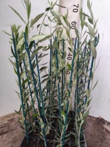 Φυτώριο ελιάς Μονόβρυση Σερρών, καρποφόρα φυτά Μονόβρυση Σερρών, ελιά κορωνέικη Μονόβρυση Σερρών, ελιά μαστοειδής Μονόβρυση Σερρών, ελιά μεγάρων Μονόβρυση Σερρών, ελιά Θασίτικη Μονόβρυση Σερρών, ελιά γαλάτισας Μονόβρυση Σερρών, ελιά Κοθρέικη Μονόβρυση Σερρών, Δήμου Δημήτριος