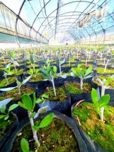 Φυτώριο ελιάς Μονόβρυση Σερρών, καρποφόρα φυτά Μονόβρυση Σερρών, ελιά κορωνέικη Μονόβρυση Σερρών, ελιά μαστοειδής Μονόβρυση Σερρών, ελιά μεγάρων Μονόβρυση Σερρών, ελιά Θασίτικη Μονόβρυση Σερρών, ελιά γαλάτισας Μονόβρυση Σερρών, ελιά Κοθρέικη Μονόβρυση Σερρών, Δήμου Δημήτριος