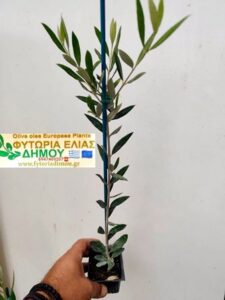 Φυτώριο ελιάς Μονόβρυση Σερρών, καρποφόρα φυτά Μονόβρυση Σερρών, ελιά κορωνέικη Μονόβρυση Σερρών, ελιά μαστοειδής Μονόβρυση Σερρών, ελιά μεγάρων Μονόβρυση Σερρών, ελιά Θασίτικη Μονόβρυση Σερρών, ελιά γαλάτισας Μονόβρυση Σερρών, ελιά Κοθρέικη Μονόβρυση Σερρών, Δήμου Δημήτριος