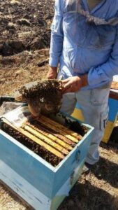 Μέλι Ταϋγέτου Ακριτοχώρι Μεσσηνίας, μελισσοκομικά προϊόντα Ακριτοχώρι, μελισσοκομία Ακριτοχώρι, γύρη Ακριτοχώρι, βασιλικός πολτός Ακριτοχώρι, παστέλι Ακριτοχώρι, βότανα Ακριτοχώρι, Φωτόπουλος